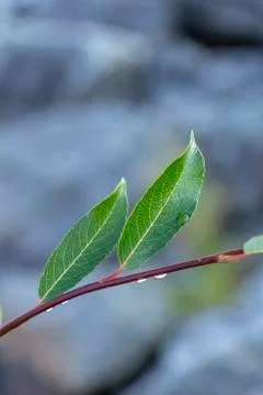 Drop water dew in the sunlight on leaf macro closeup on a green background. S Foto stock