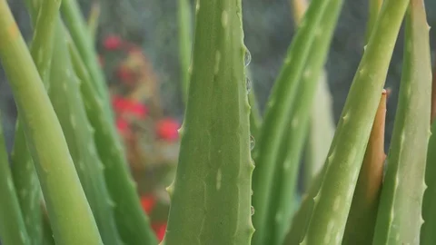 Drop of water draining on aloe vera leaf in slow motion Stock Footage 128296719