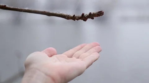 A drop of water dripping off the branches Stock Footage 74780516