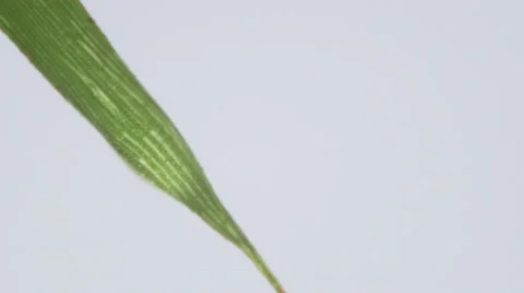 Drop of Water Dripping from Grass Macro Close on White Slow Motion Stock Footage 66756569