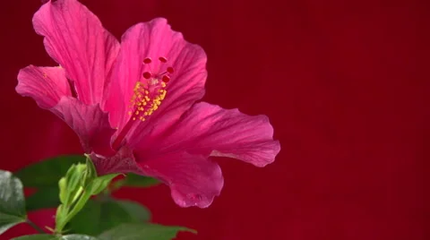 Drop of water dripping from a red flower on red background. Video stock 54958261