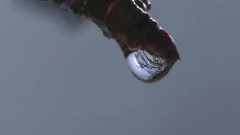 A drop of water drips from a branch Stock Footage 285135456