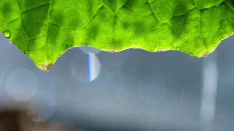 A drop of water drips from a leaf Stock Footage 195853860