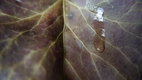 Drop of water on dry leaf detail Stock Footage 75397166