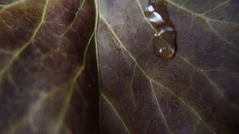 Drop of water on dry leaf Stock Footage 75396479