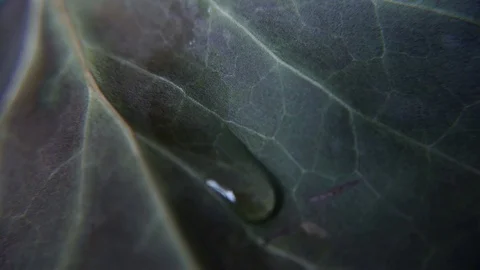 Drop of water on dry leaf Stock Footage 75396549