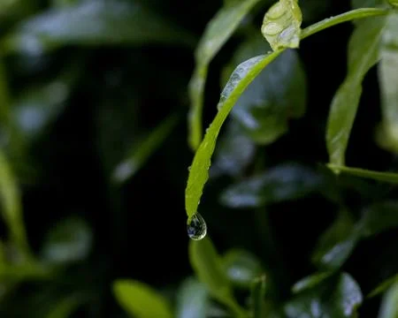 A drop of water on the edge of a leaf Stock Photos