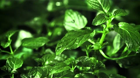 Drop of water fall on mint leaf. Filmed is slow motion 1000 fps. Stock Footage 230971634