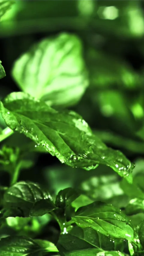 Drop of water fall on mint leaf. Filmed is slow motion 1000 fps Stock Footage 335292148