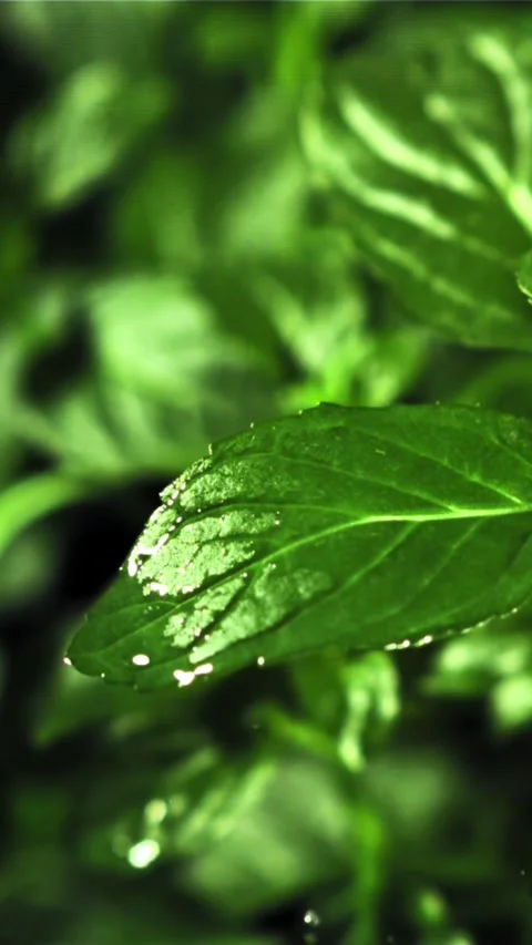 Drop of water fall on mint leaf. Filmed is slow motion 1000 fps Stock Footage 335293177