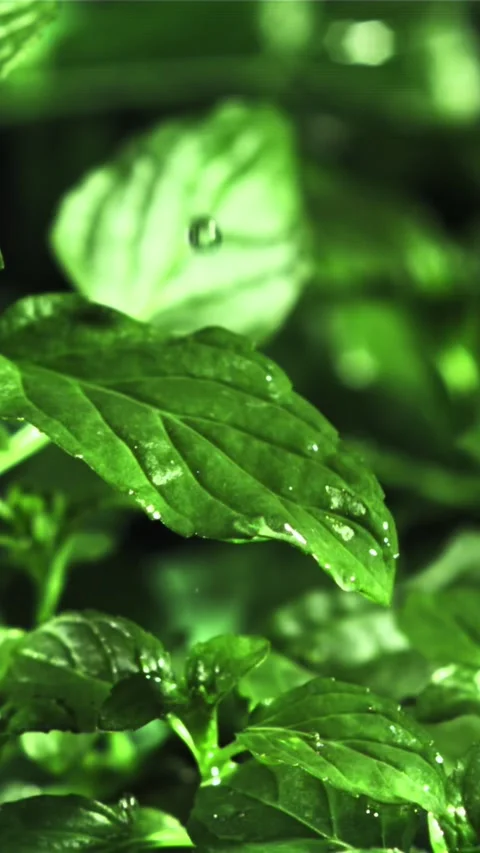 Drop of water fall on mint leaf. Filmed is slow motion 1000 fps Stock Footage 335293182