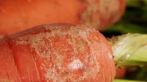 Drop of water falling on carrots in slow motion Stock Footage 156845653