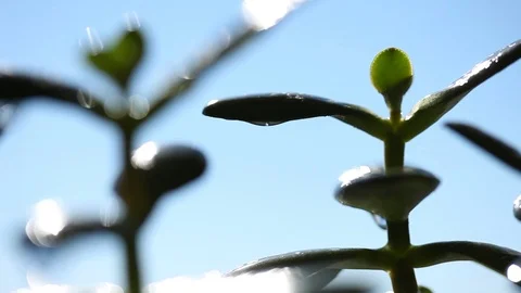 Drop of water falling down from plant on light blue background Stock Footage 70593494