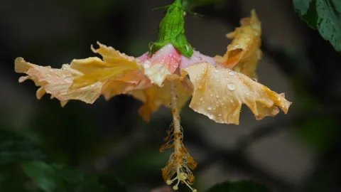 Drop of water falling from a flower Stock Footage 221864282