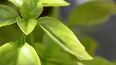Drop of water falling on green leaf Stock Footage 86013768