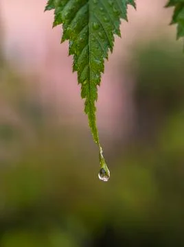 A drop of water falling from a leaf Stock Photos