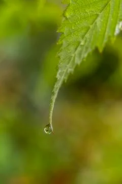 A drop of water falling from a leaf Stock Photos