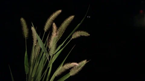 Drop of water falling over the green grass in slow motion Stock Footage 81226773