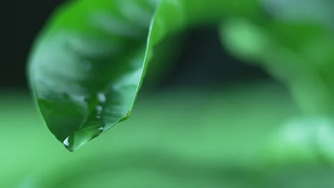 Drop of water falls from a broad leaf after rain Vidéo 152179318