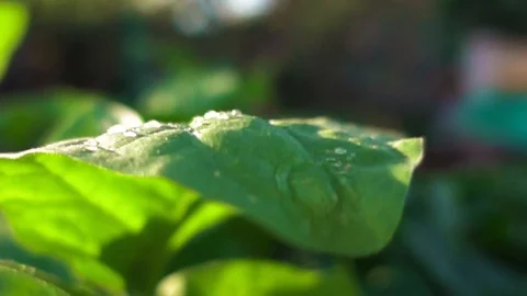 A drop of water falls on the green leaf of the plant. Stock Footage 90558156