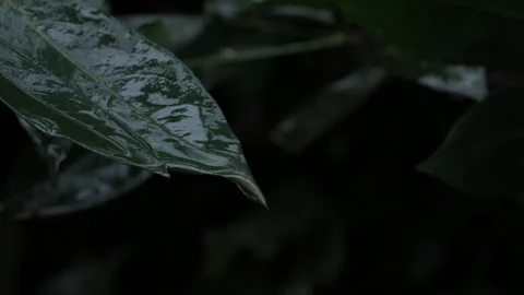 A drop of water falls from a green leaf. Close-up in dark tones. It's raining Stock Footage 258666261