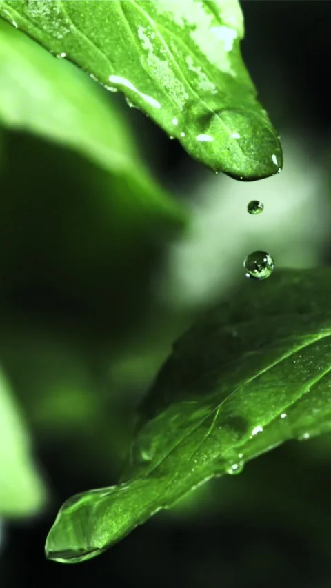 Drop of water falls from a green leaf. Filmed is slow motion 1000 fps Stock Footage 335293123