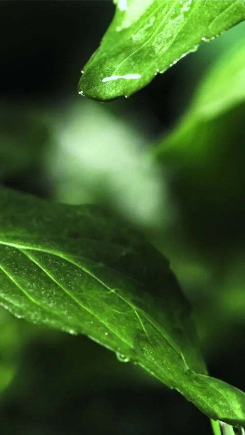 Drop of water falls from a green leaf. Filmed is slow motion 1000 fps Stock Footage 335293137