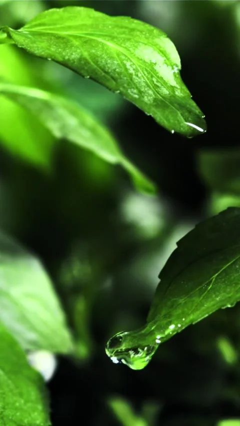 Drop of water falls from a green mint leaf. Filmed is slow motion 1000 fps Stock Footage 335293165