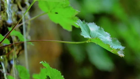 A Drop of Water Falls From a Leaf Stock Footage 91394929