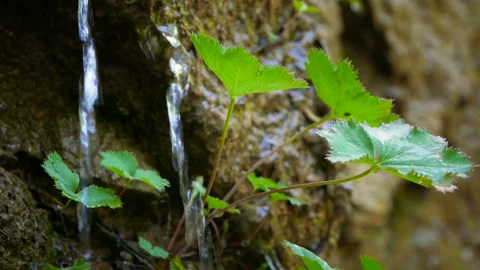 A Drop of Water Falls From a Leaf Stock Footage 91395147