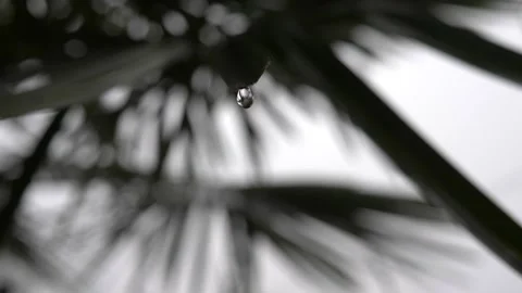 Drop of water falls from palm leaf. Video stock 148878888