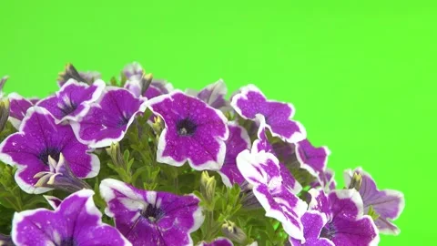 A drop of water falls on a petunia. Stock Footage 137576006