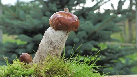 A drop of water falls in slow motion from a Edible mushroom in the forest. Stock Footage 147011658