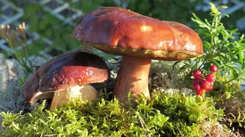 A drop of water falls in slow motion from a Edible mushroom in the forest. Stock Footage 147011686
