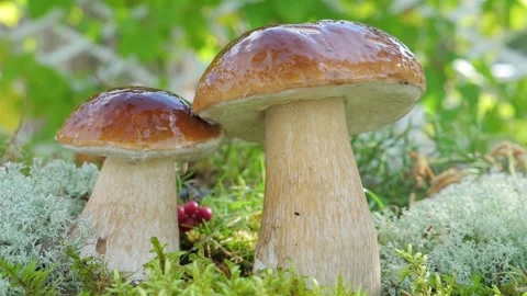 A drop of water falls in slow motion from a Edible mushroom in the forest. Stock Footage 147011883
