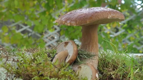 A drop of water falls in slow motion from a Edible mushroom in the forest. Stock Footage 147011915