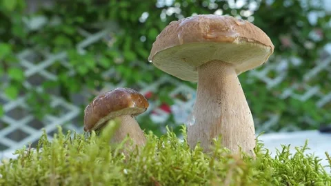 A drop of water falls in slow motion from a Edible mushroom in the forest. Stock Footage 147011947