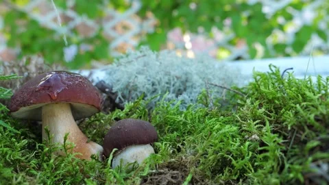 A drop of water falls in slow motion from a Edible mushroom in the forest. Stock Footage 147012457
