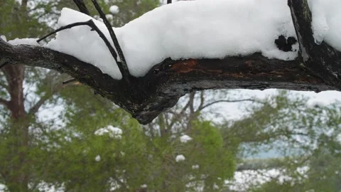 A drop of water falls from a snow covered branch. Forest environment Stock Footage 153133023