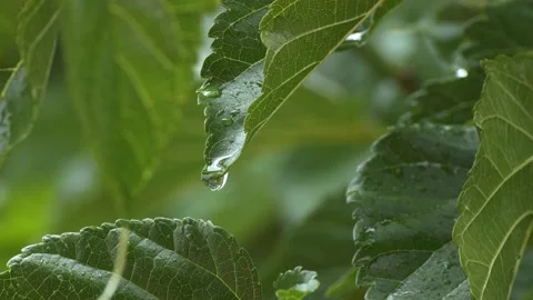 A drop of water falls from a tree leaf Stock Footage 143773218