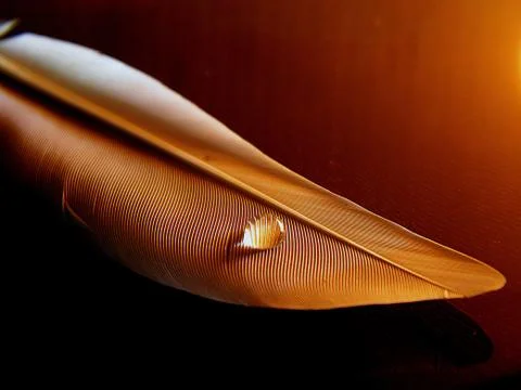 Drop of water on a feather Stock Photos