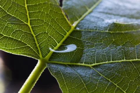 Drop of water on fig leaf Stock Photos