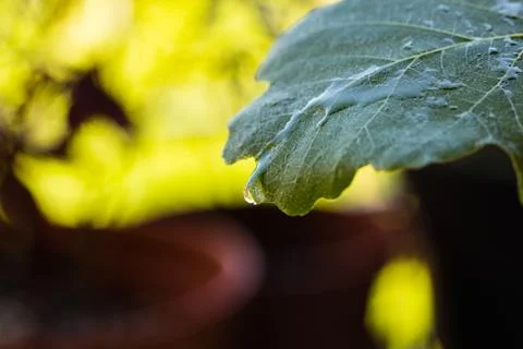 Drop of water on fig leaf2 Stock Photos
