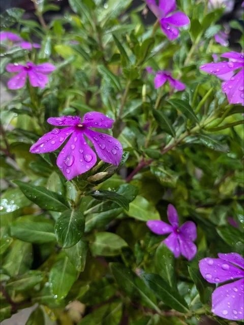 A Drop Of Water On A Flower After Rain Stock Footage 294600600