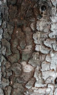 A drop of water flows down the bark of a tree macro Stock Photos