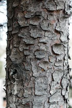 A drop of water flows down the bark of a tree macro Stock Photos