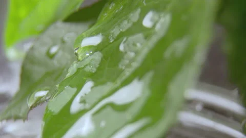 Drop of water flows down on green leaf on rainy day Stock Footage 234316743