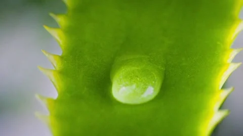 A drop of water flows down a green aloe leaf Vídeo Stock 258321332