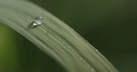 Drop of water Stock Footage 119320153