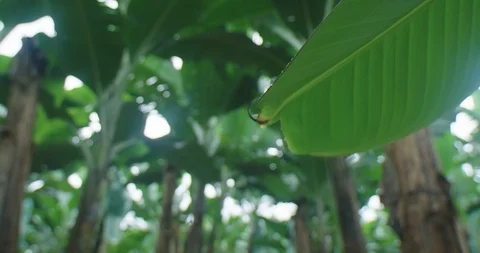 Drop of water Stock Footage 125082770